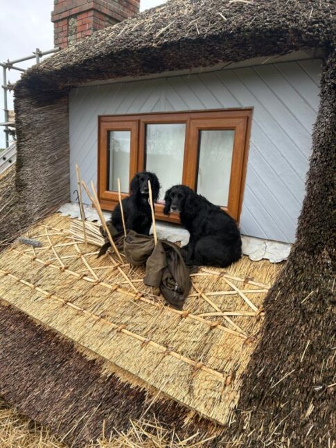 New Forest Thatchers