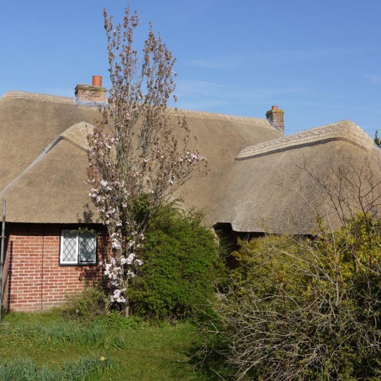 New Forest Thatchers